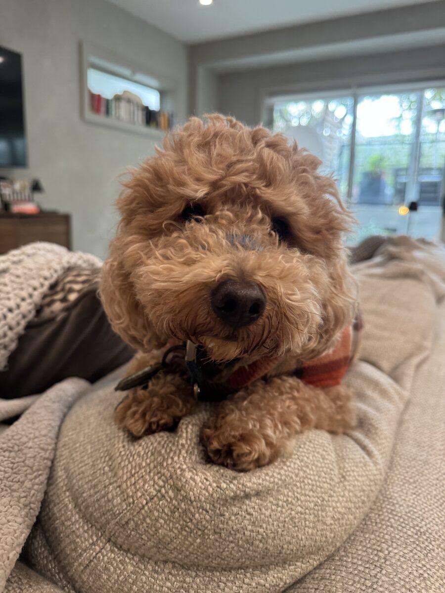 Brock sleepy on the couch