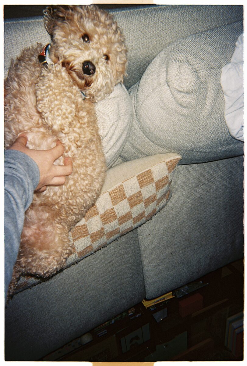 Brock on couch being pet