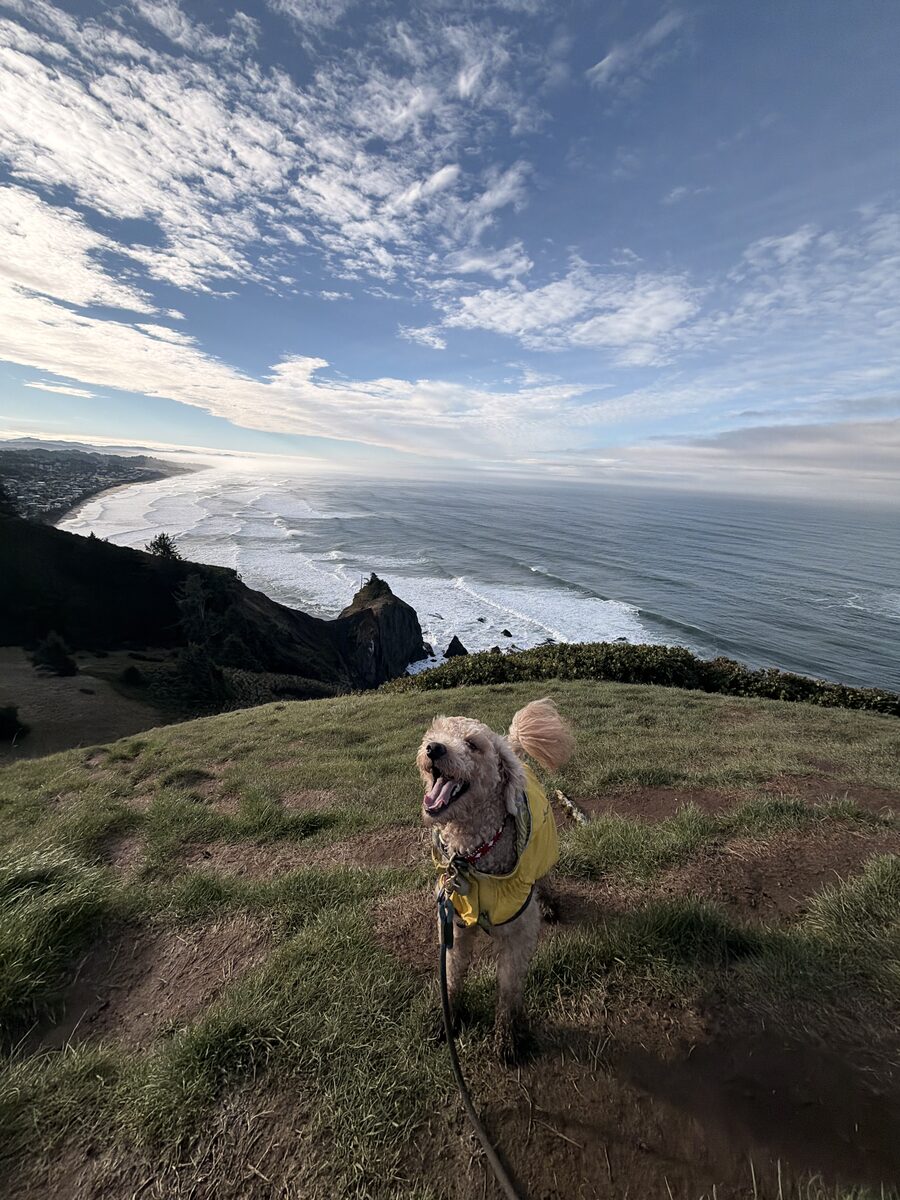 Brock on coastal cliff