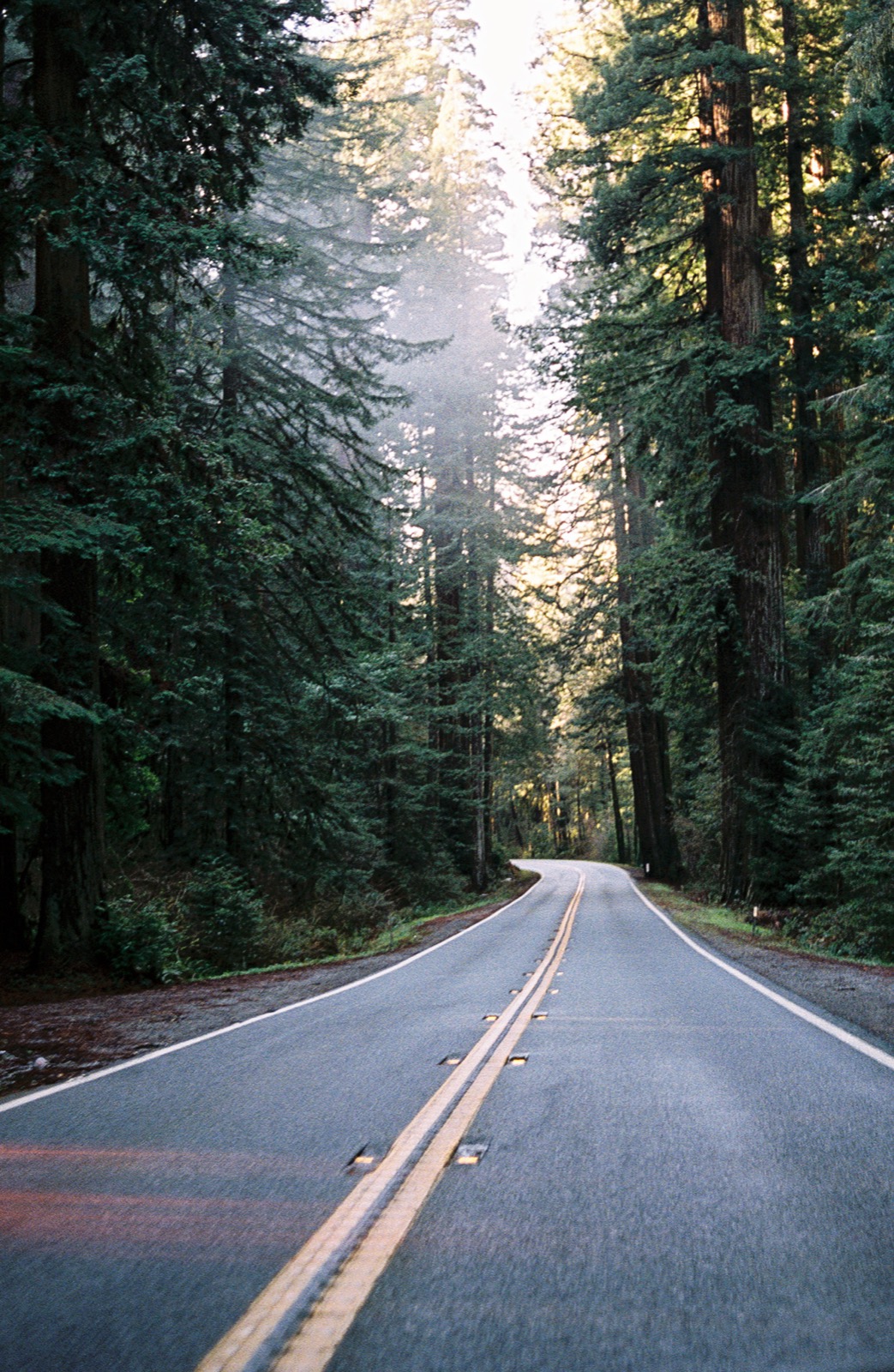 Road through the redwoods on the drive down to LA